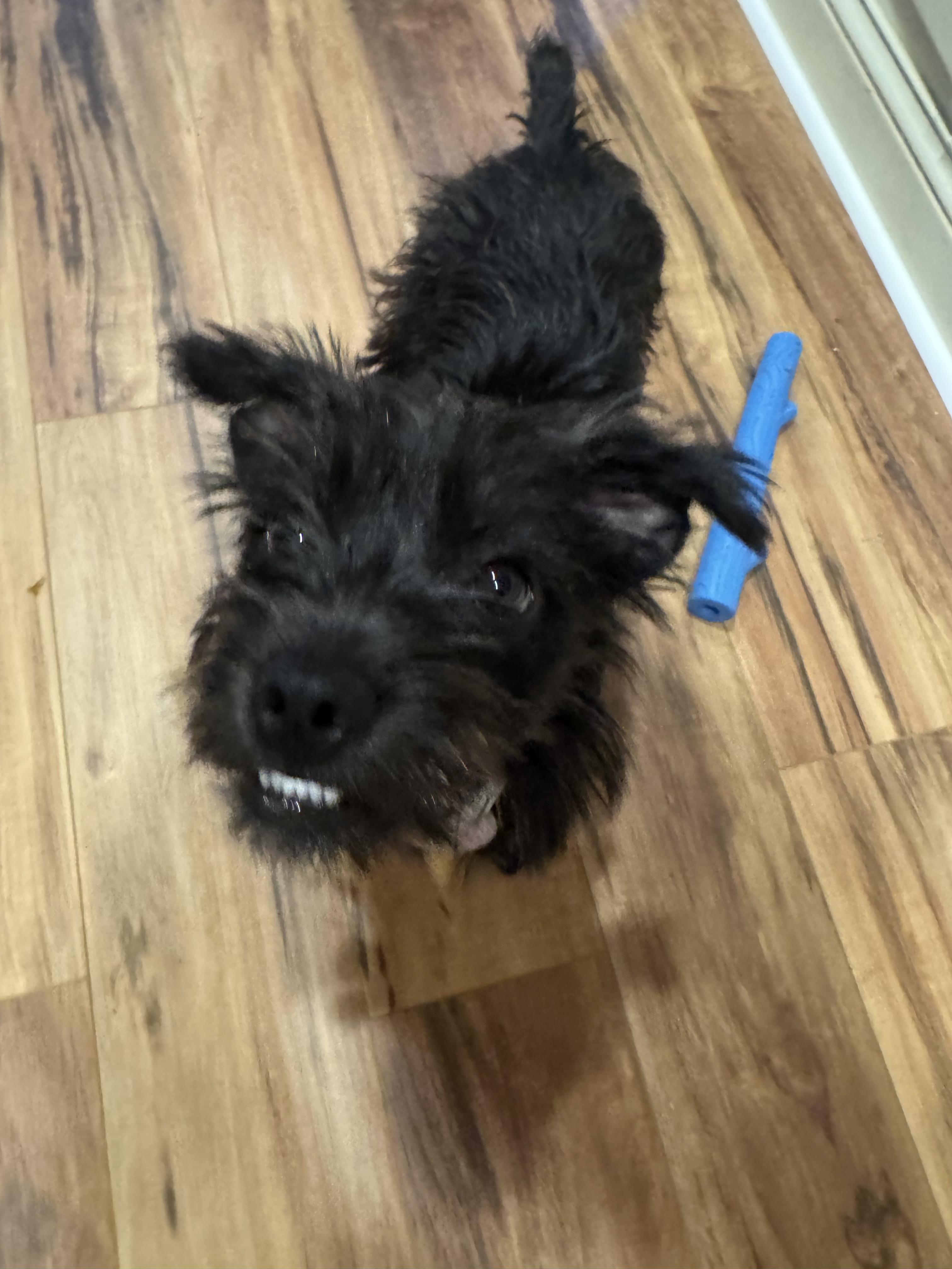SUNNY, Adoptable, Adult Female French Bulldog.