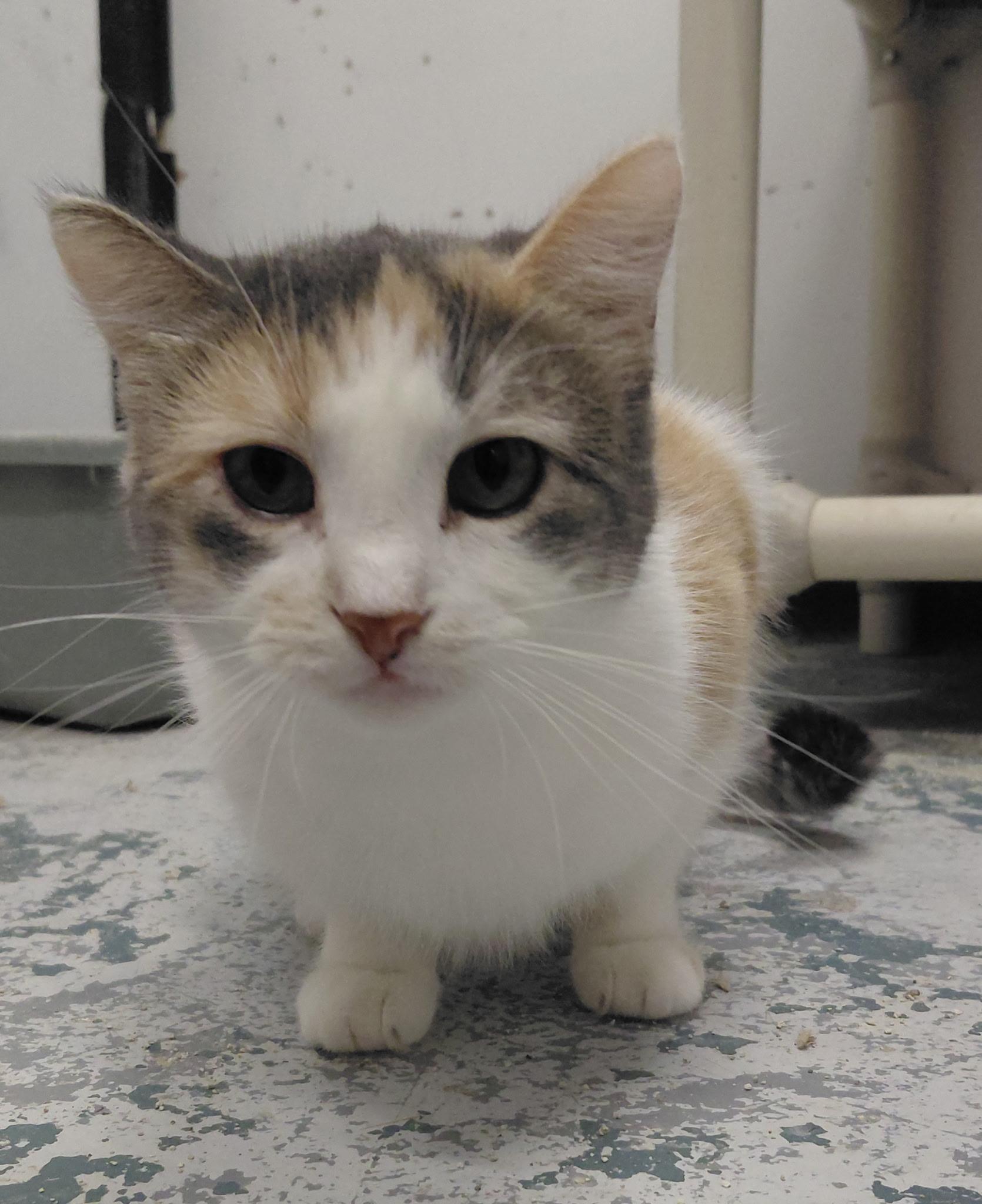 Enlarge (working cat) Sweet girl, a Adoptable Domestic Short Hair in Billings, MT image 2/3