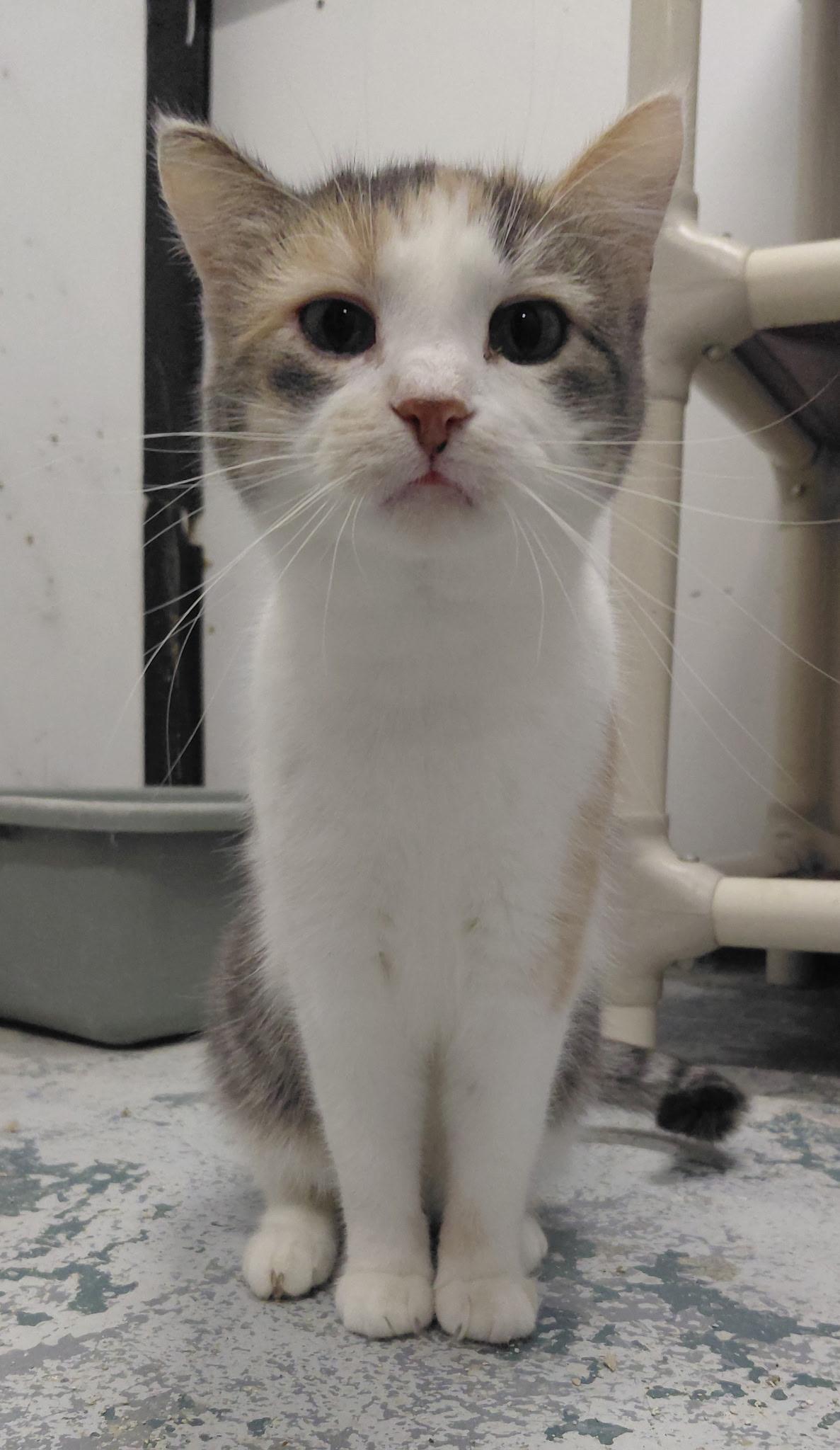 (working cat) Sweet girl photo