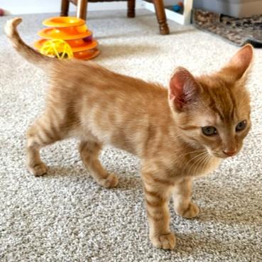 Forrest, an adopted mixed breed in Smithfield, NC image 2/4