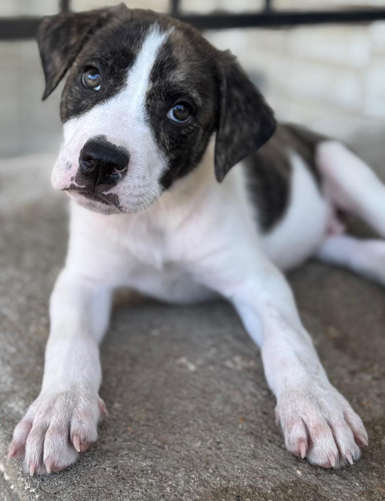 Finn, Adoptable, Puppy Male Labrador Retriever.