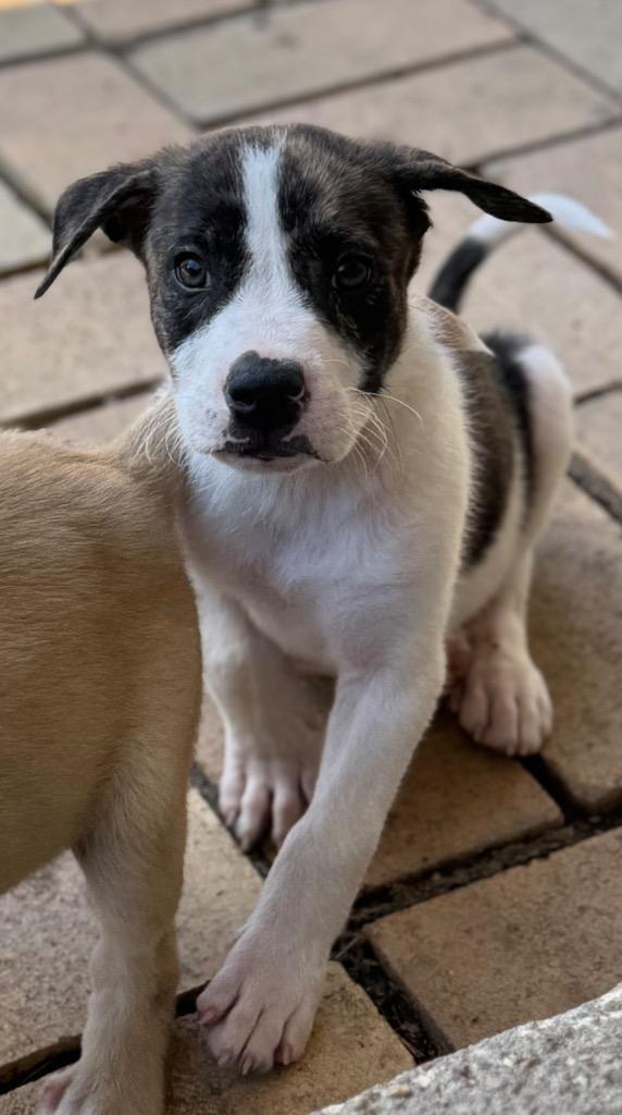Enlarge Finn, a Adoptable mixed breed in Great Bend, KS image 2/2