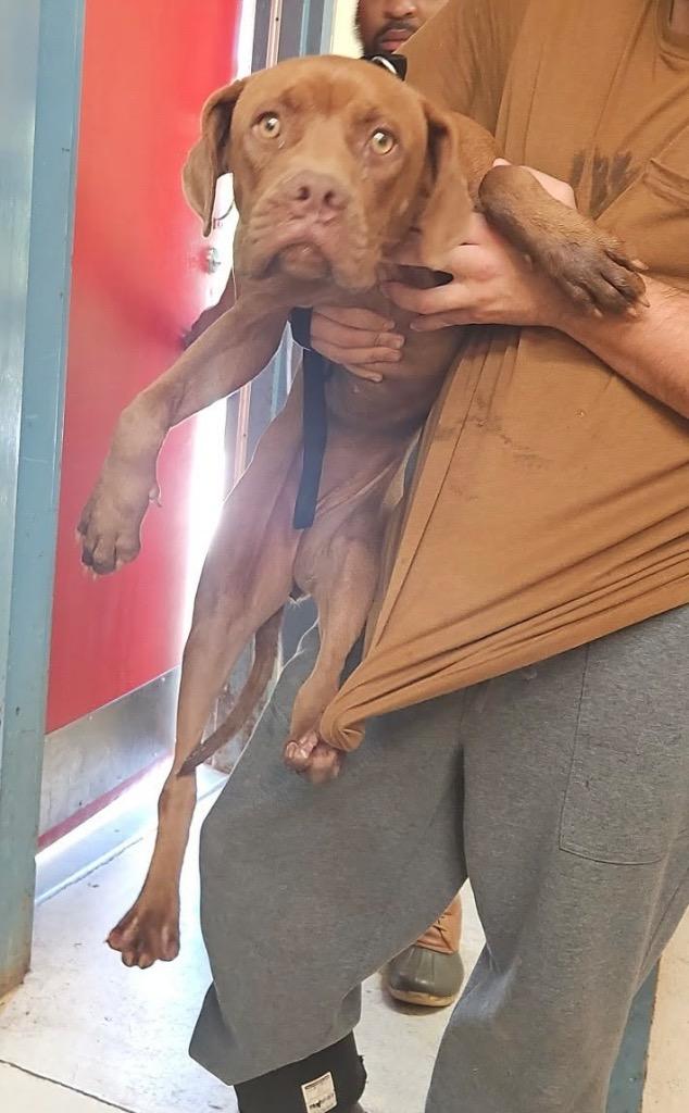 Julie, Adoptable, Young Female Vizsla & Dogue de Bordeaux.