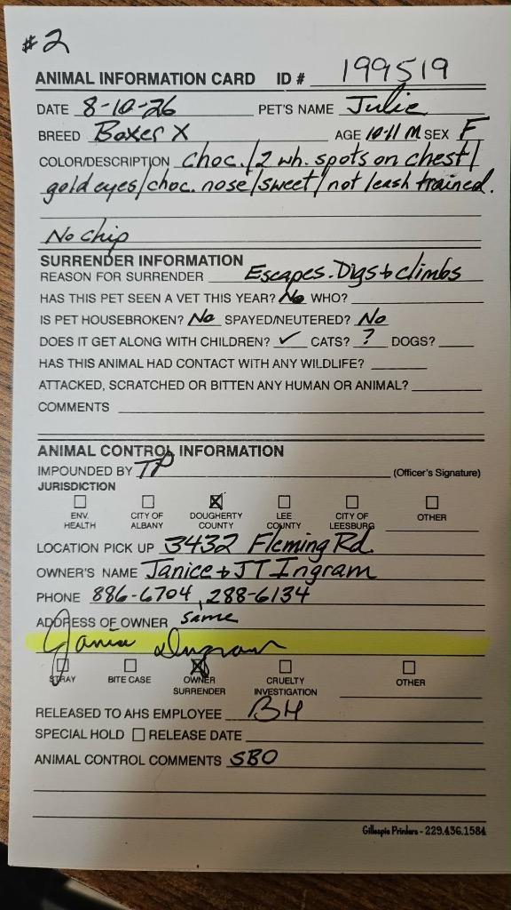 Enlarge Julie, a Adoptable mixed breed in Albany, GA image 3/6