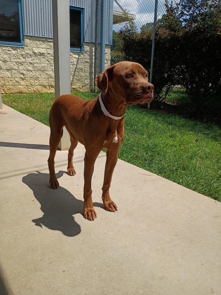 Enlarge Julie, a Adoptable mixed breed in Albany, GA image 4/6