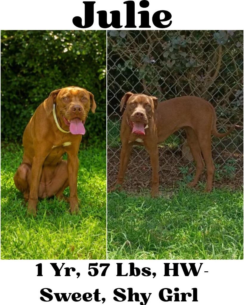 Enlarge Julie, a Adoptable mixed breed in Albany, GA image 5/6
