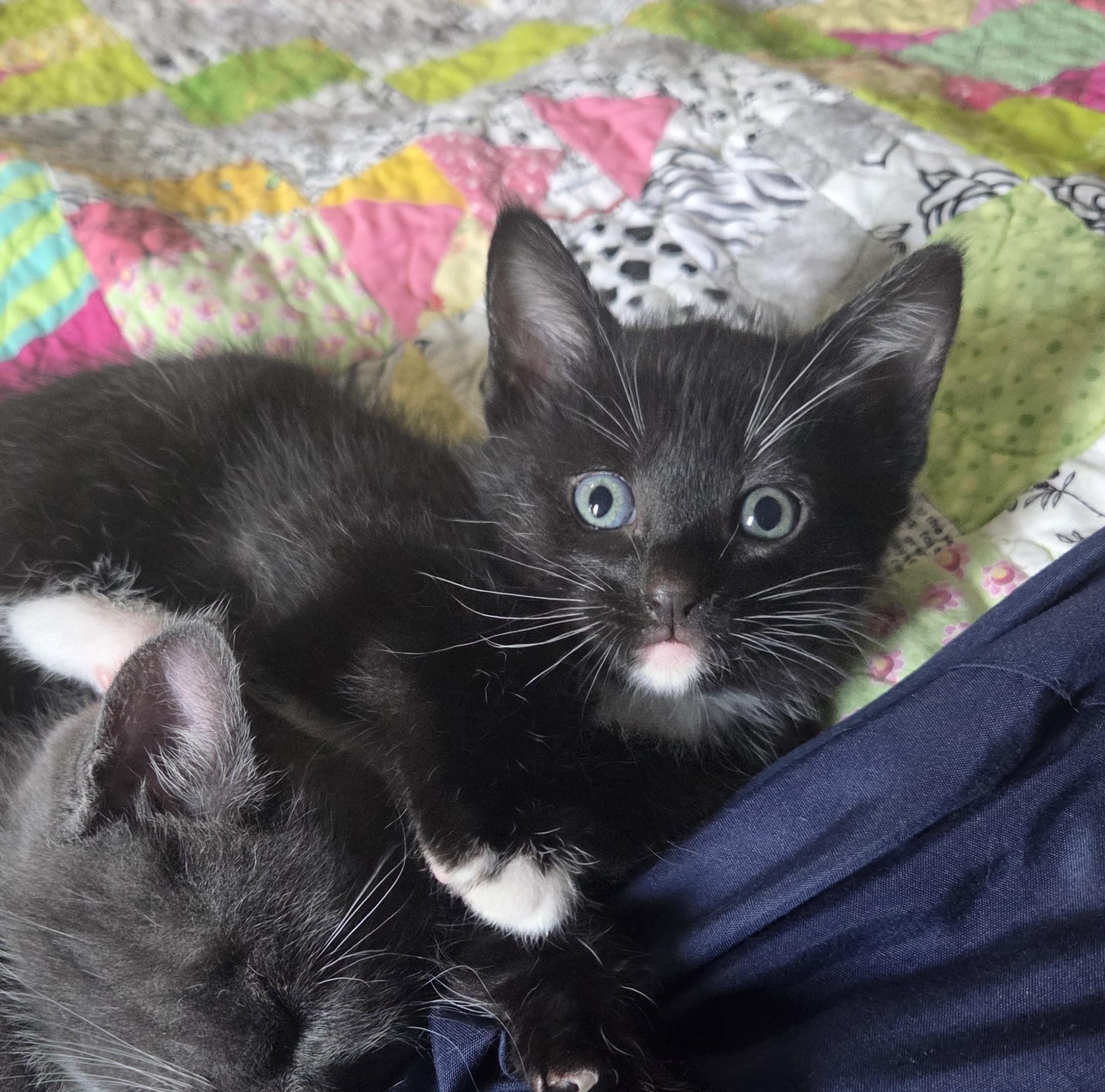 Enlarge Prim, a Adoptable Domestic Short Hair in Schertz, TX image 2/3