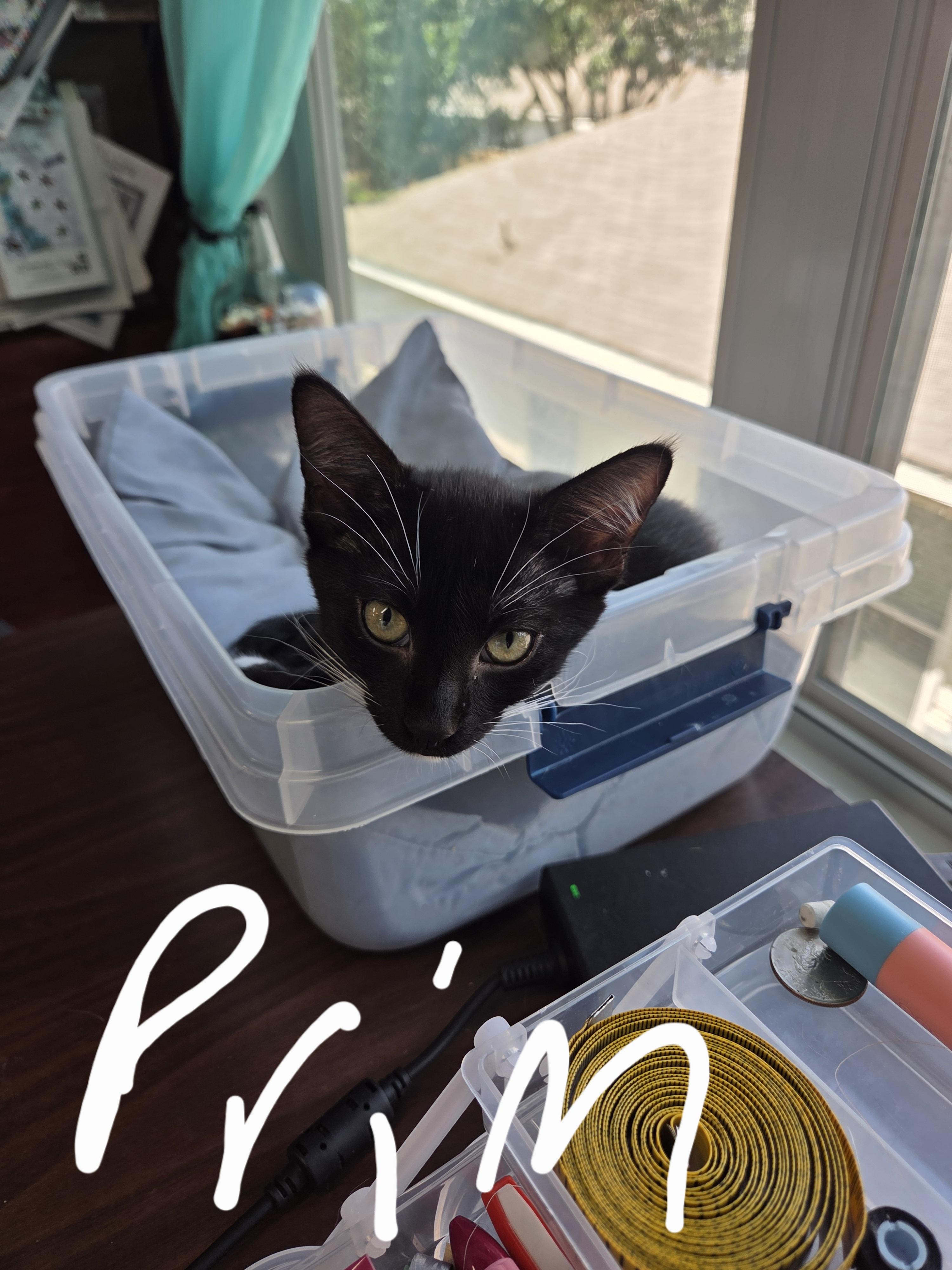 Enlarge Prim, a Adoptable Domestic Short Hair in Schertz, TX image 1/3