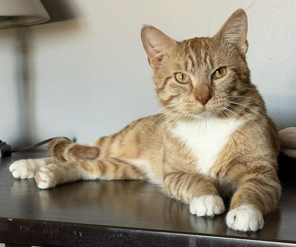 Hank, Adoptable, Adult Male Domestic Short Hair.