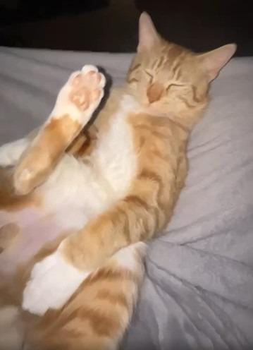 Enlarge Hank, a Adoptable mixed breed in Urbandale, IA image 2/3