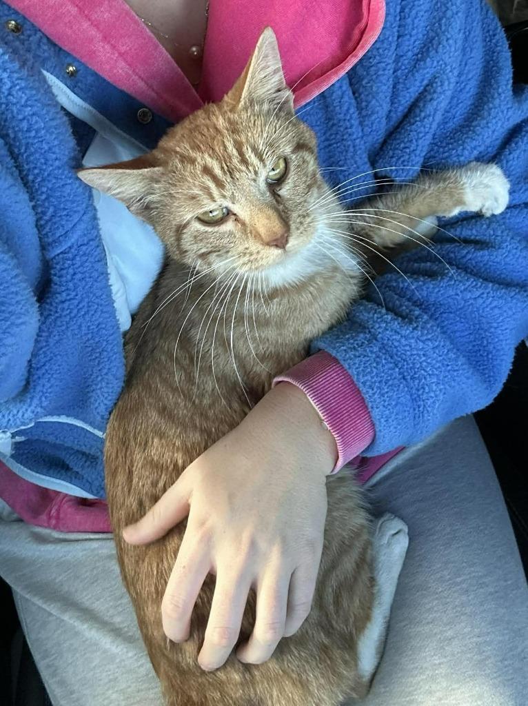 Enlarge Hank, a Adoptable mixed breed in Urbandale, IA image 3/3