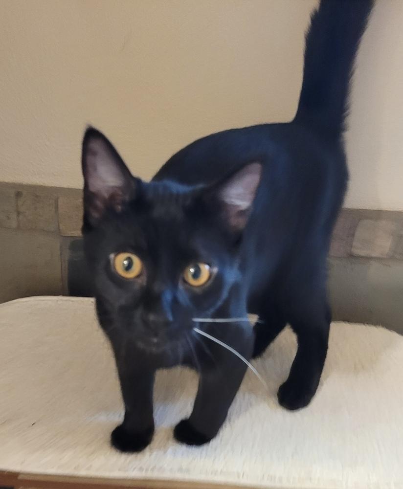 Elvira, Adoptable, Kitten Female Domestic Short Hair.