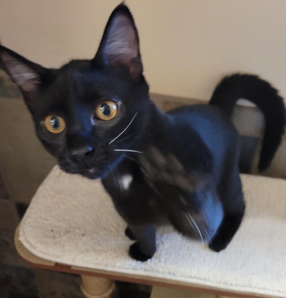 Enlarge Elvira, a Adoptable Domestic Short Hair in Bellingham, WA image 2/2