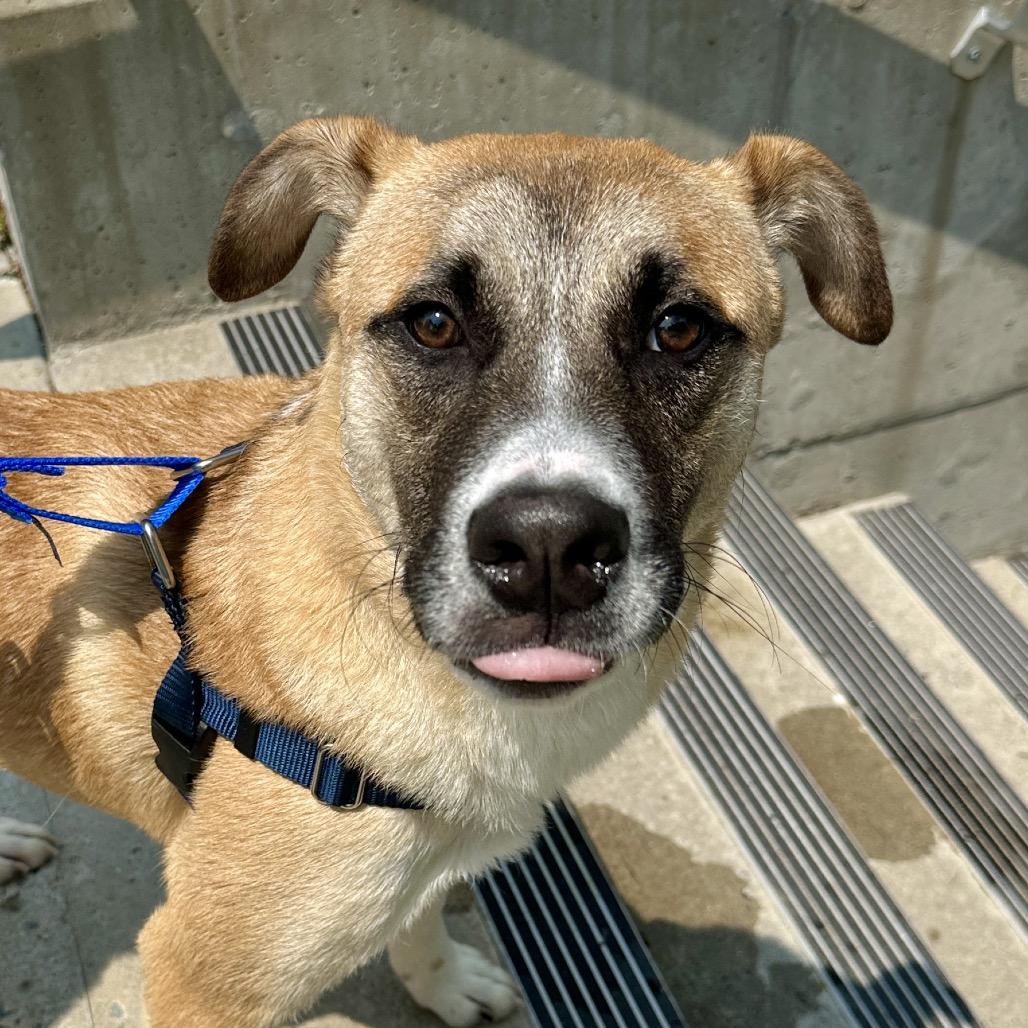 Enlarge Balto, a Adoptable Anatolian Shepherd in East Hampton, NY image 1/6