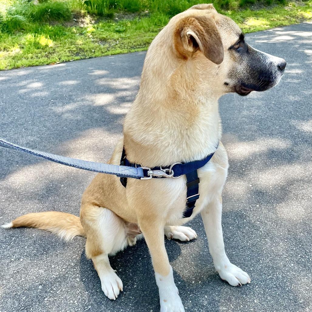 Enlarge Balto, a Adoptable Anatolian Shepherd in East Hampton, NY image 2/6