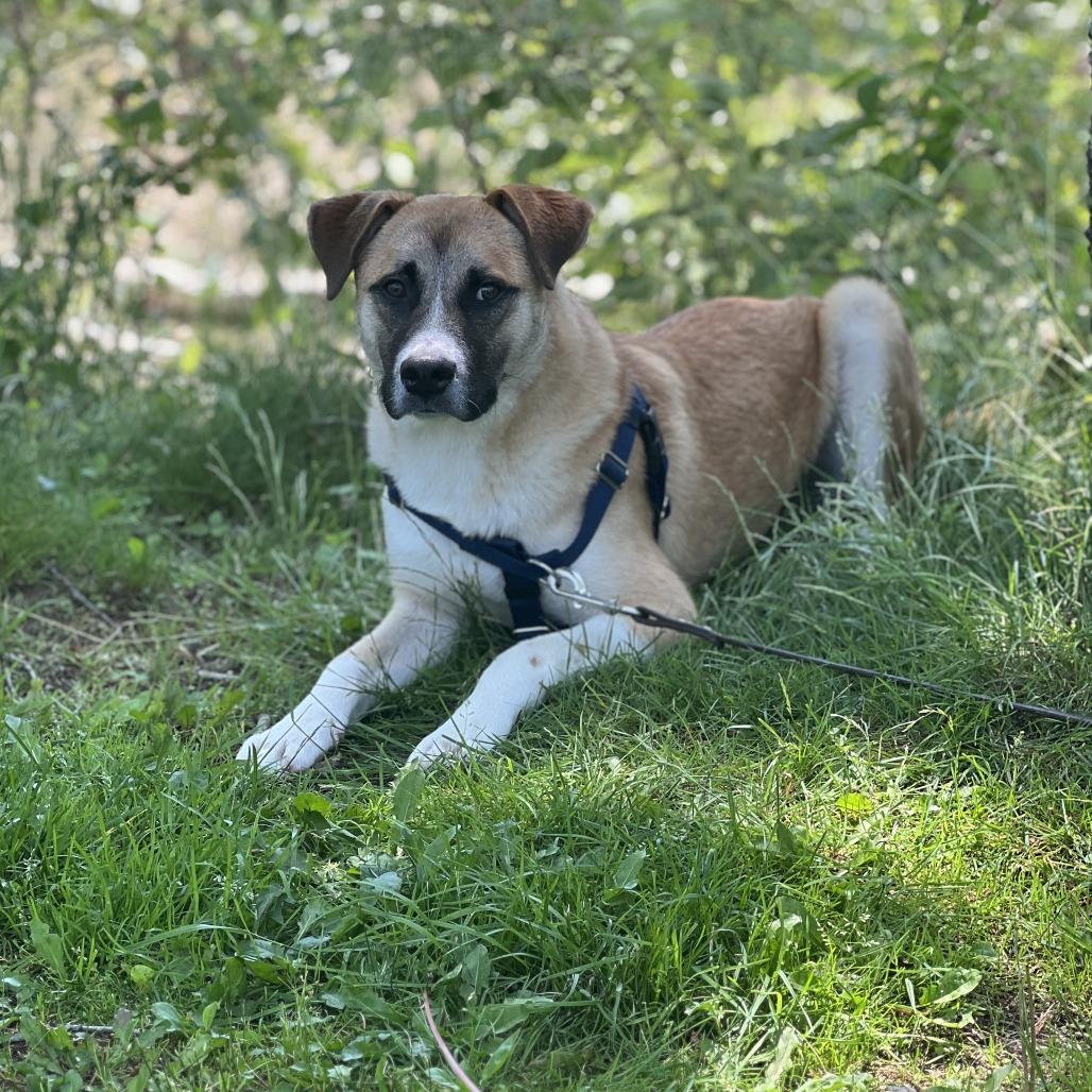 Enlarge Balto, a Adoptable Anatolian Shepherd in East Hampton, NY image 3/6