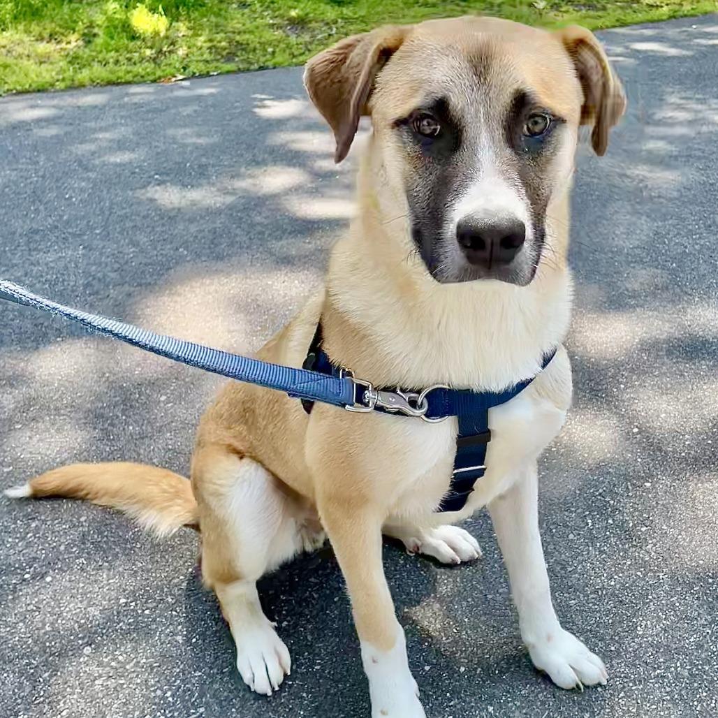 Enlarge Balto, a Adoptable Anatolian Shepherd in East Hampton, NY image 4/6