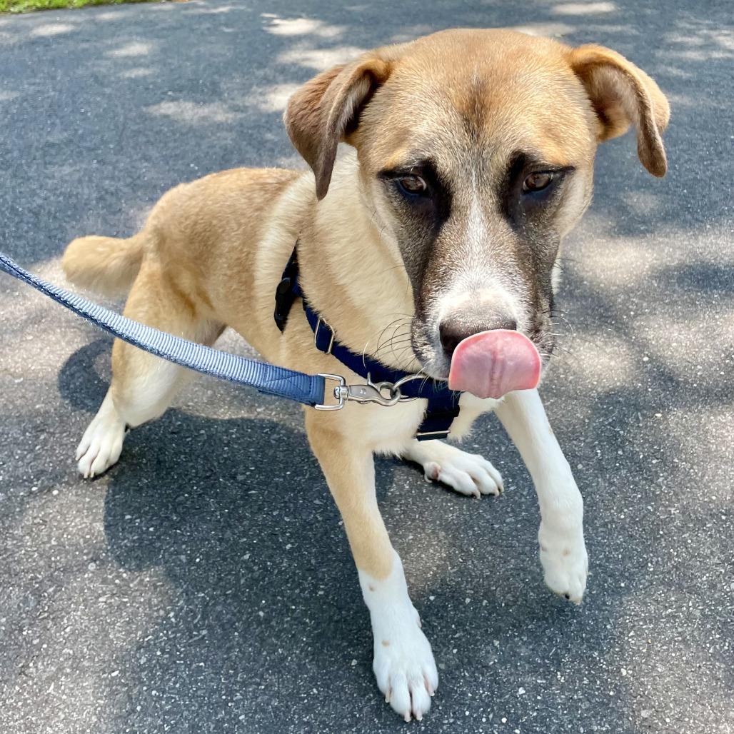 Enlarge Balto, a Adoptable Anatolian Shepherd in East Hampton, NY image 5/6
