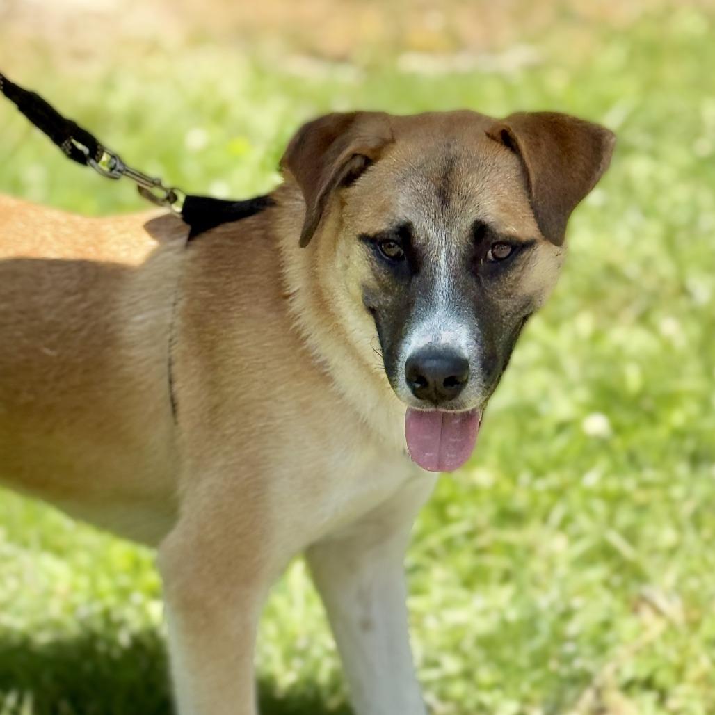 Enlarge Balto, a Adoptable Anatolian Shepherd in East Hampton, NY image 6/6