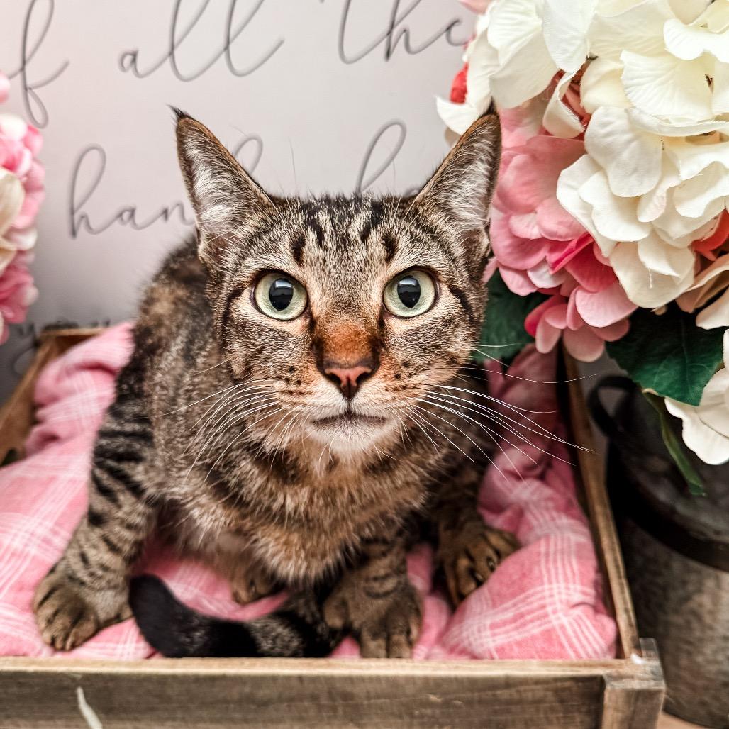 Enlarge Winkle, a Adoptable Domestic Short Hair in Newberg, OR image 1/1