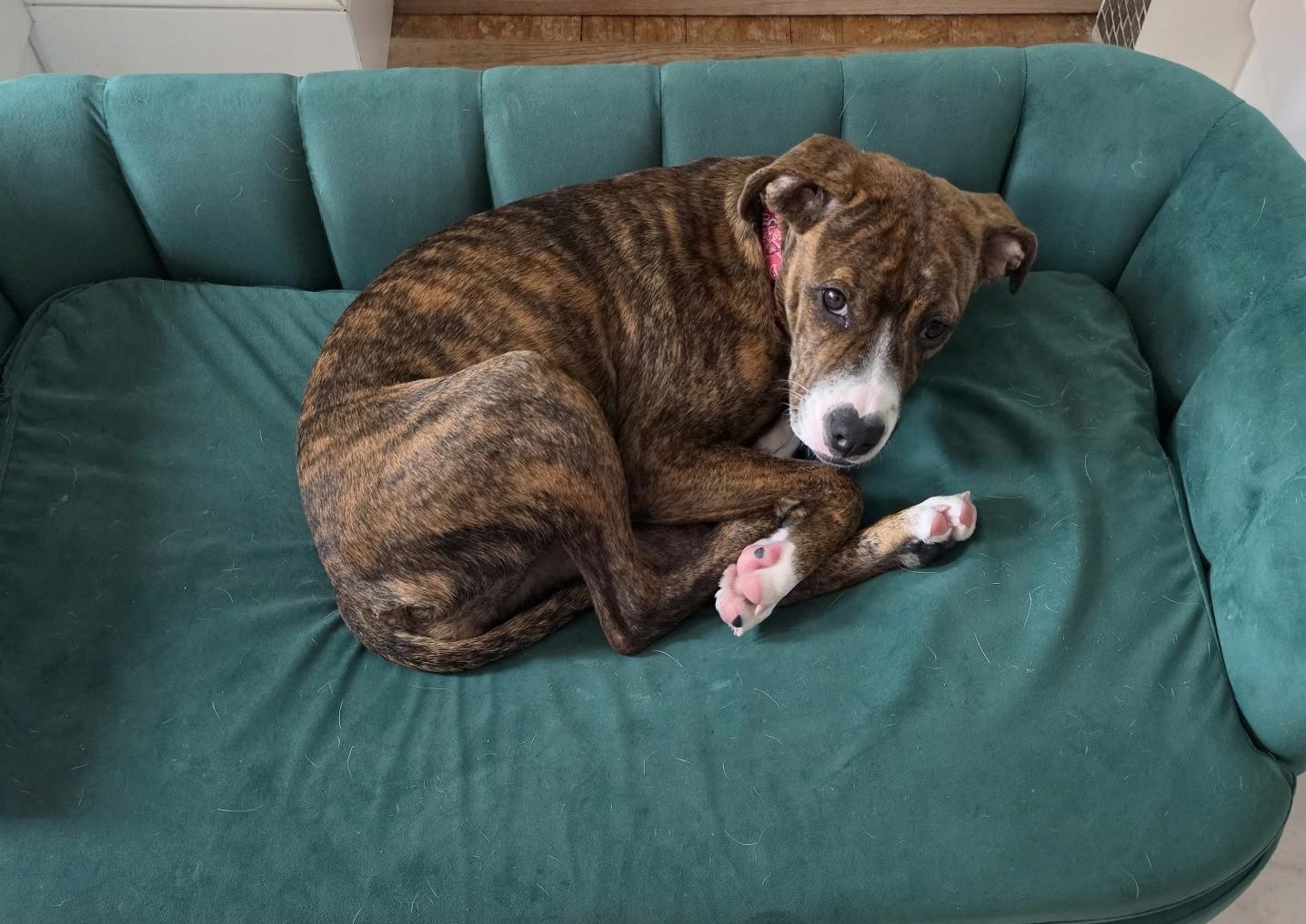 Enlarge SASSY, a Adoptable mixed breed in Dumont, NJ image 6/6