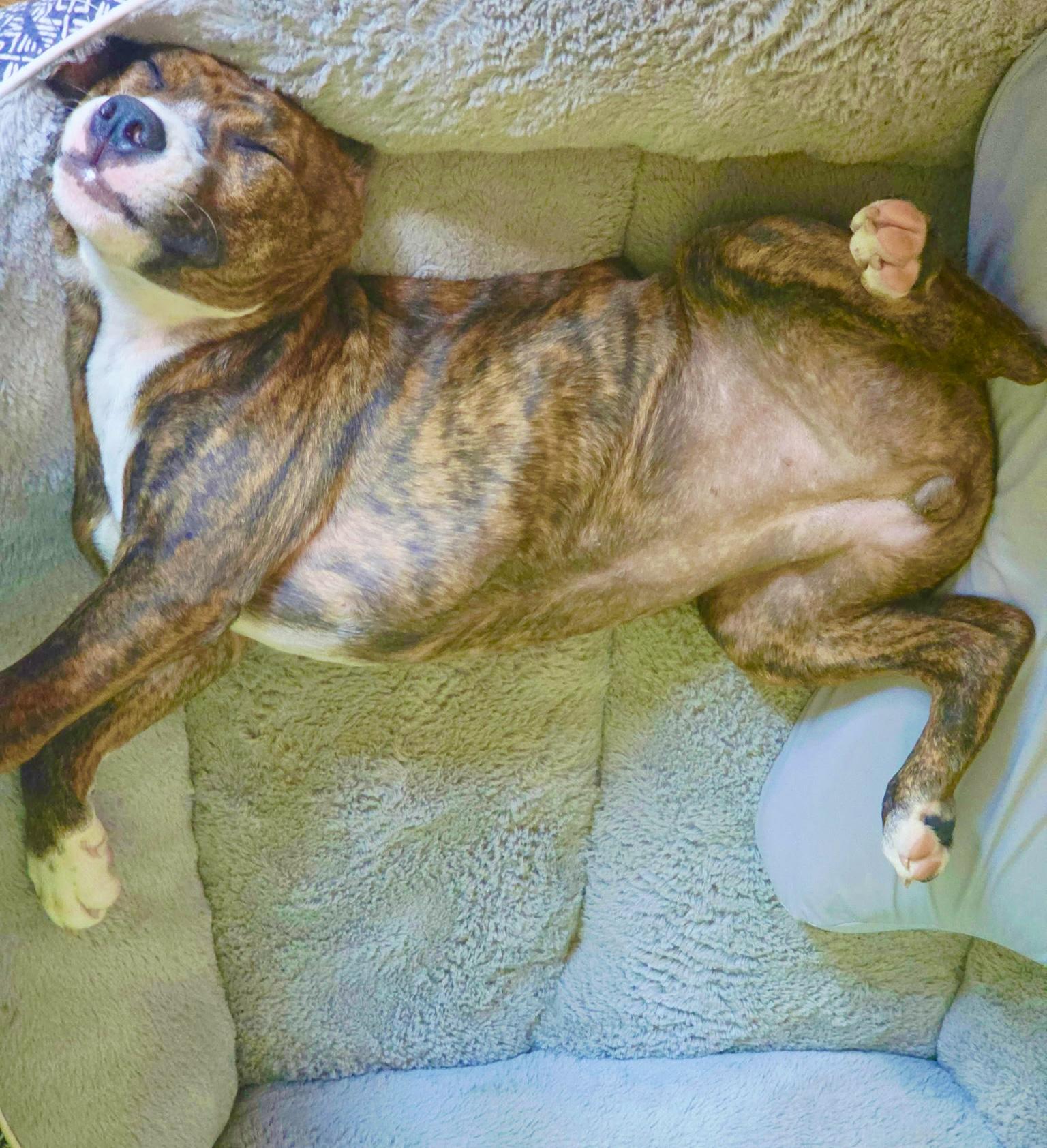 Enlarge SASSY, a Adoptable mixed breed in Dumont, NJ image 4/6