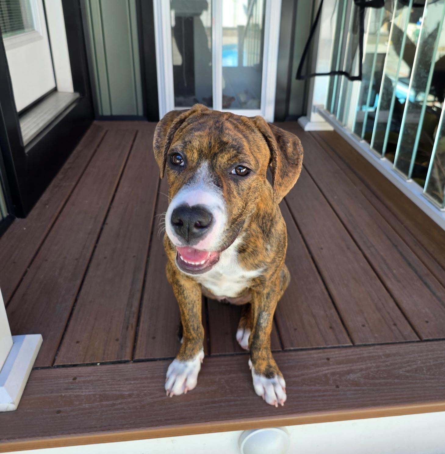 Enlarge SASSY, a Adoptable mixed breed in Dumont, NJ image 2/6