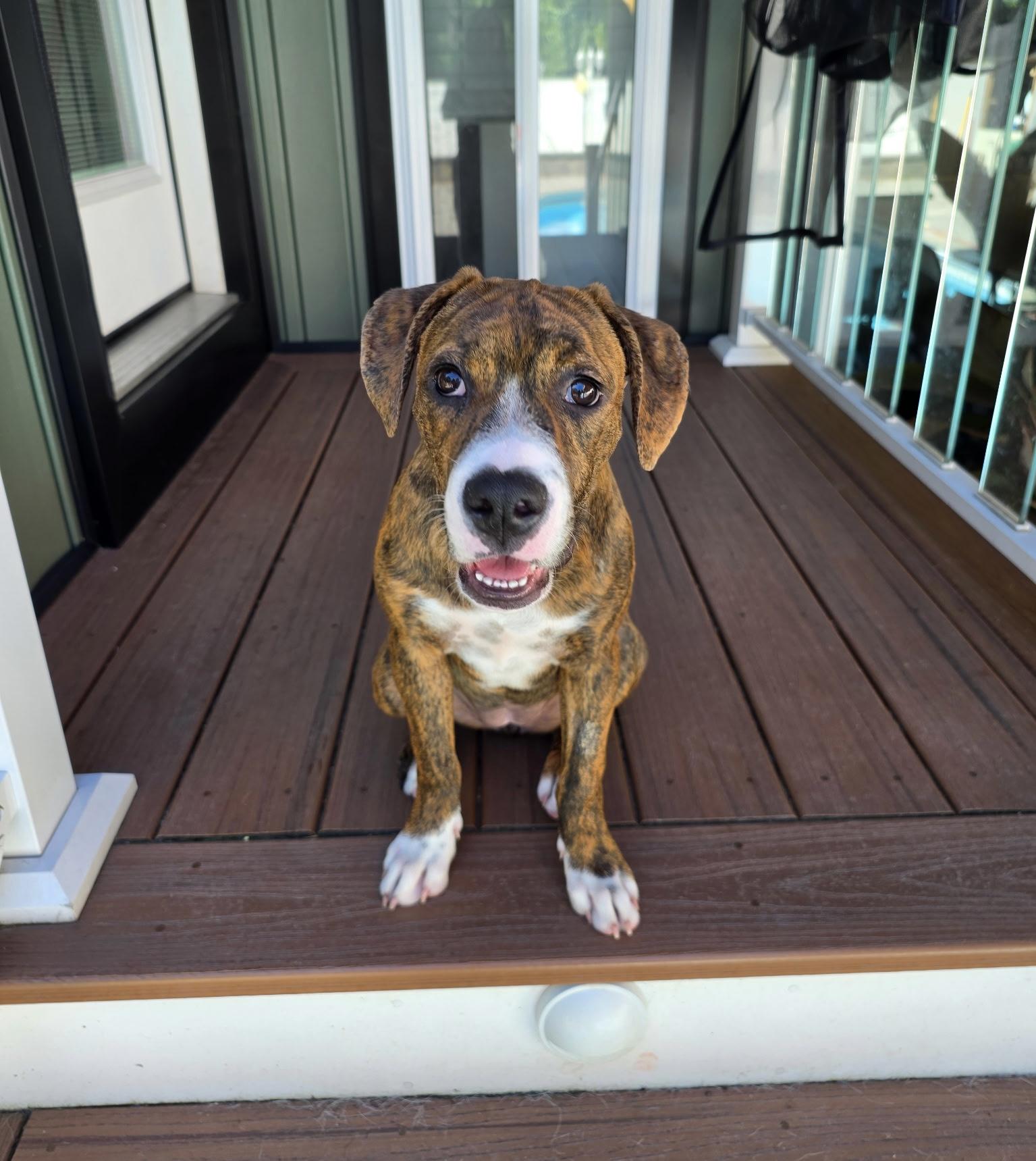 Enlarge SASSY, a Adoptable mixed breed in Dumont, NJ image 1/6