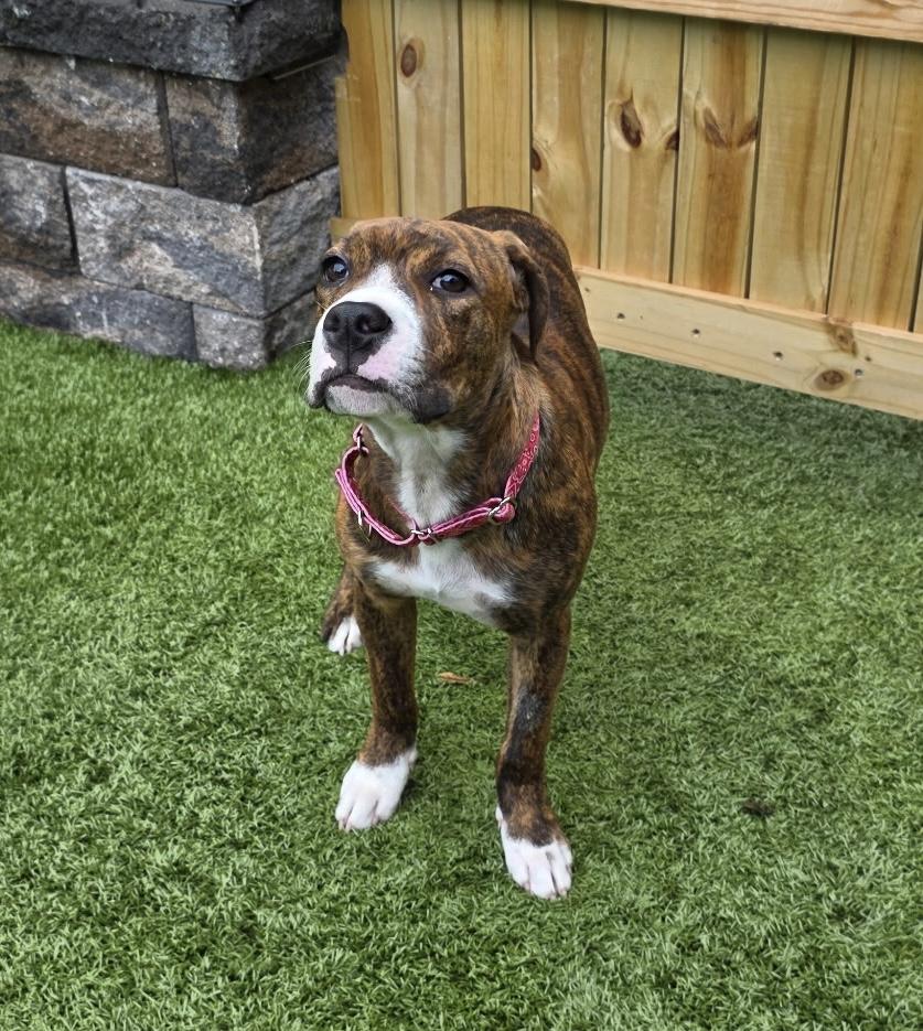 Enlarge SASSY, a Adoptable mixed breed in Dumont, NJ image 5/6