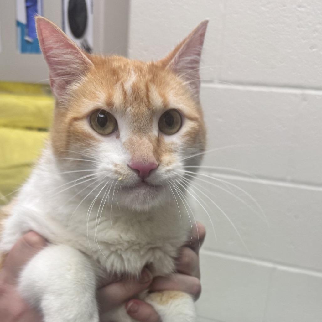 Caramel, Adoptable, Adult Male Domestic Short Hair.