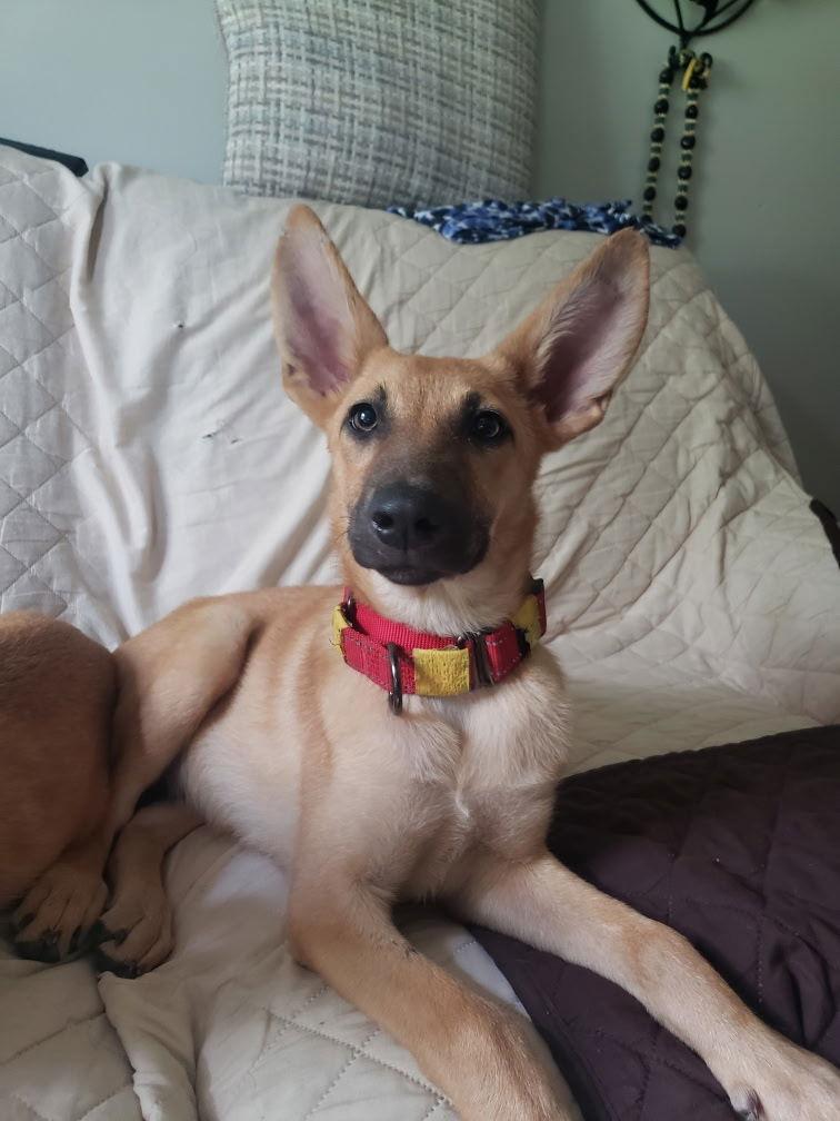 Enlarge Hina, a Adoptable German Shepherd Dog in Sarasota, FL image 1/3