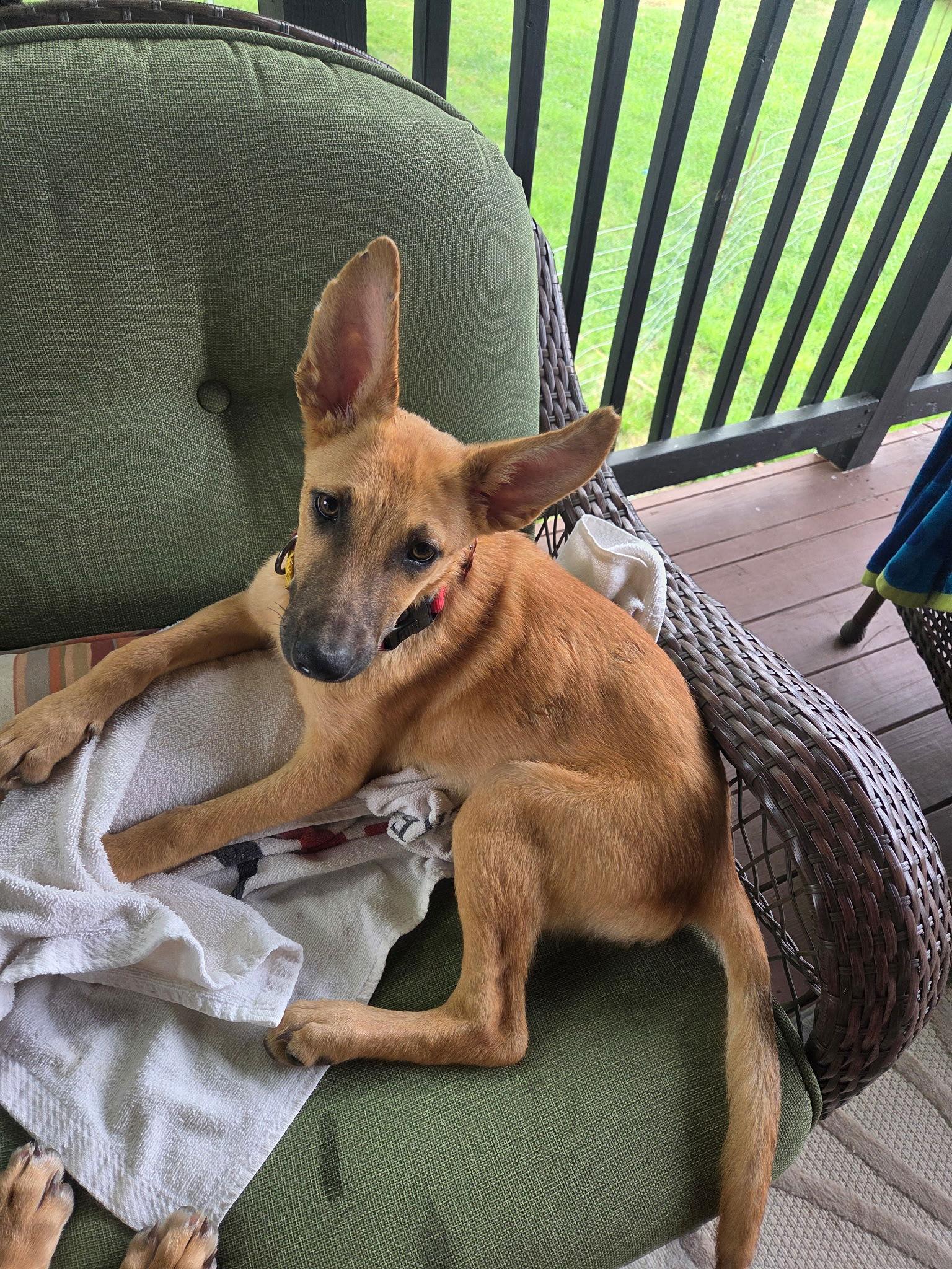 Enlarge Hina, a Adoptable German Shepherd Dog in Sarasota, FL image 2/3
