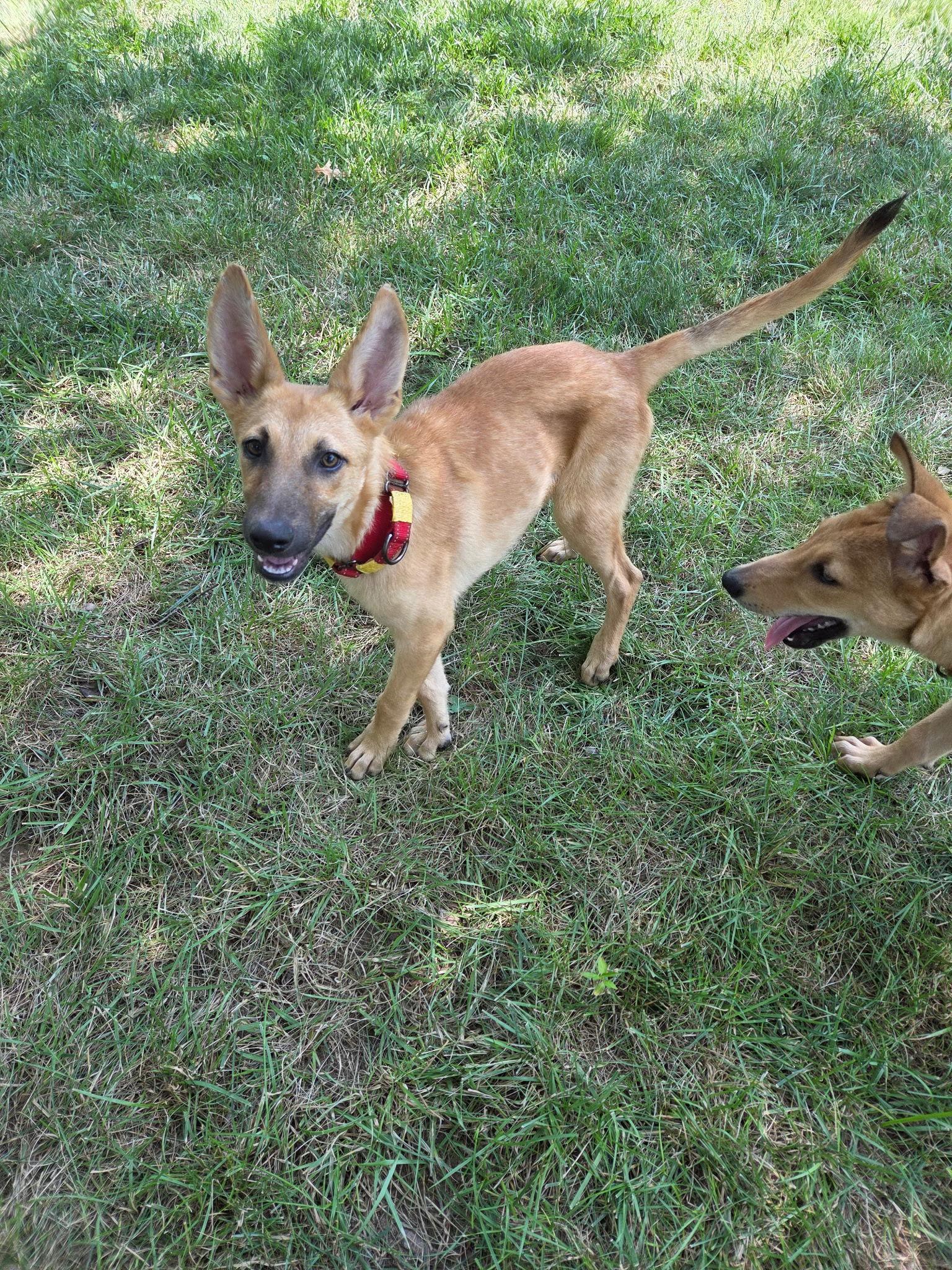 Enlarge Hina, a Adoptable German Shepherd Dog in Sarasota, FL image 3/3