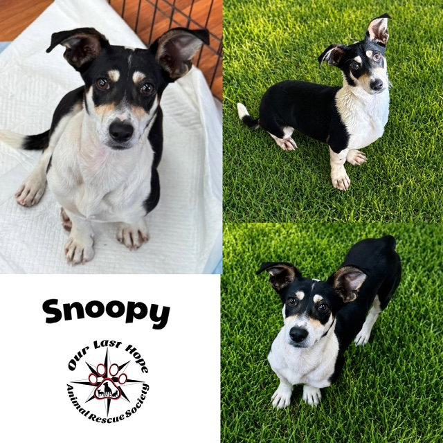 Snoopy, Adopted, Adult Male Terrier & Dachshund.
