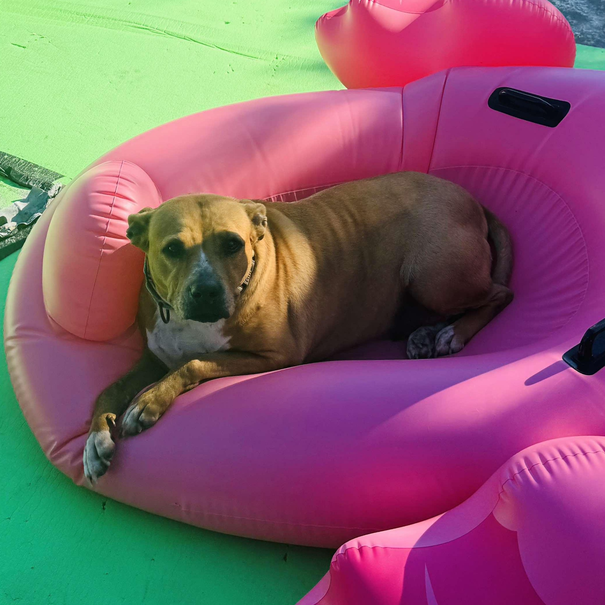 Ginger — thumbnail 2