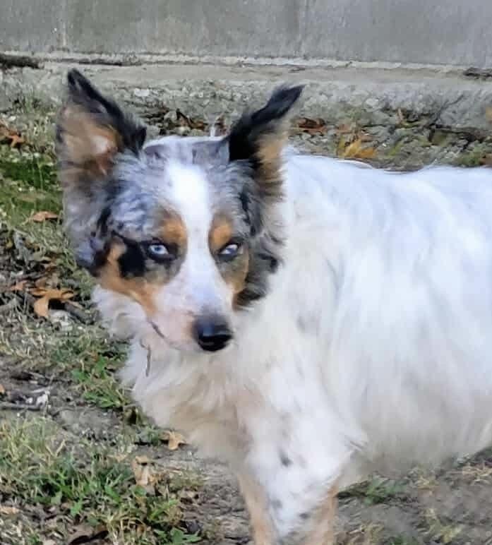 0854 Bentley, Adoptable, Young Male Australian Shepherd.