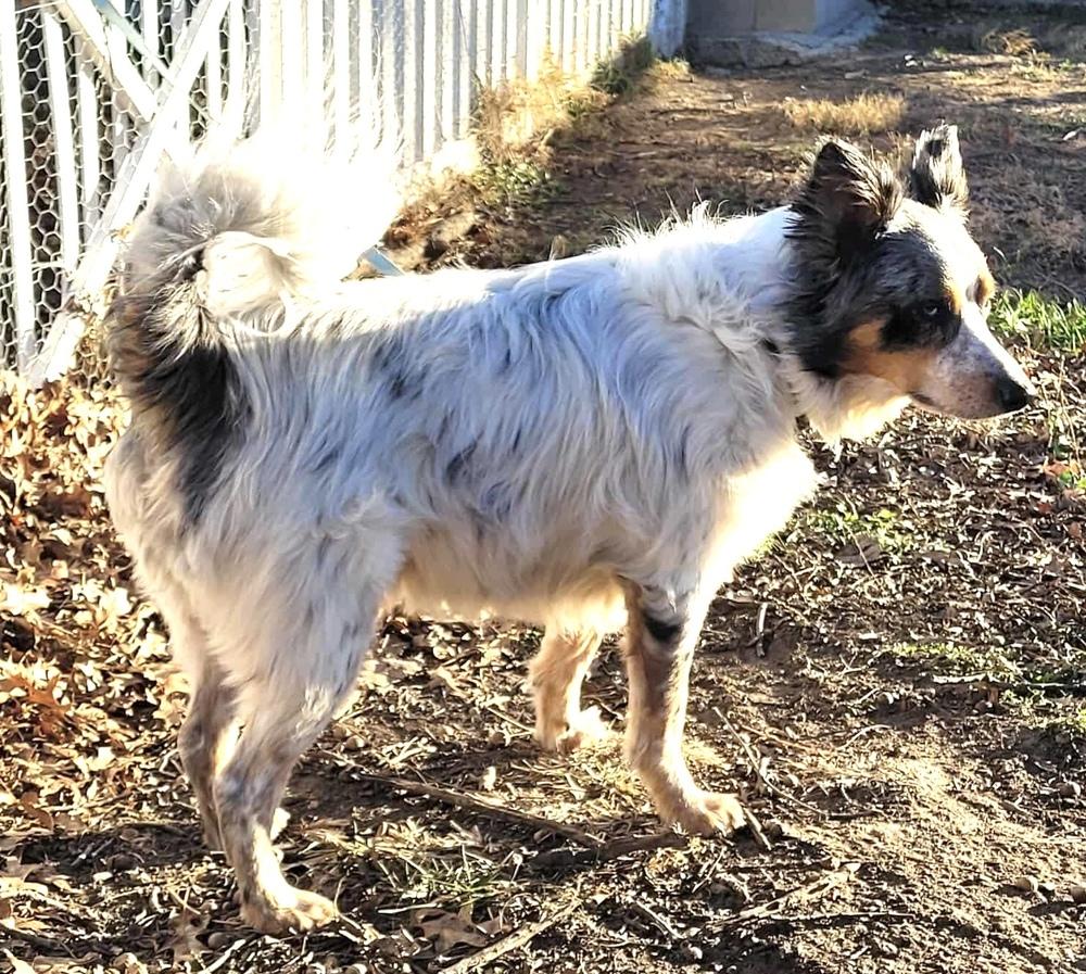Enlarge 0854 Bentley, a Adoptable mixed breed in Overland Park, KS image 2/6