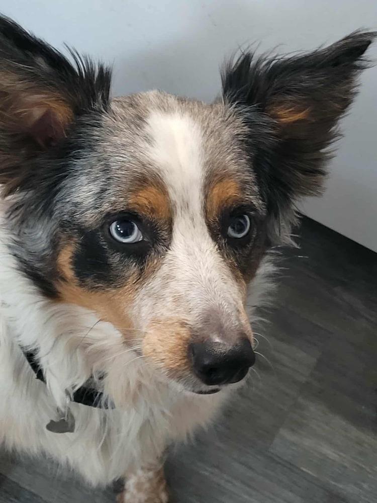 Enlarge 0854 Bentley, a Adoptable mixed breed in Overland Park, KS image 3/6