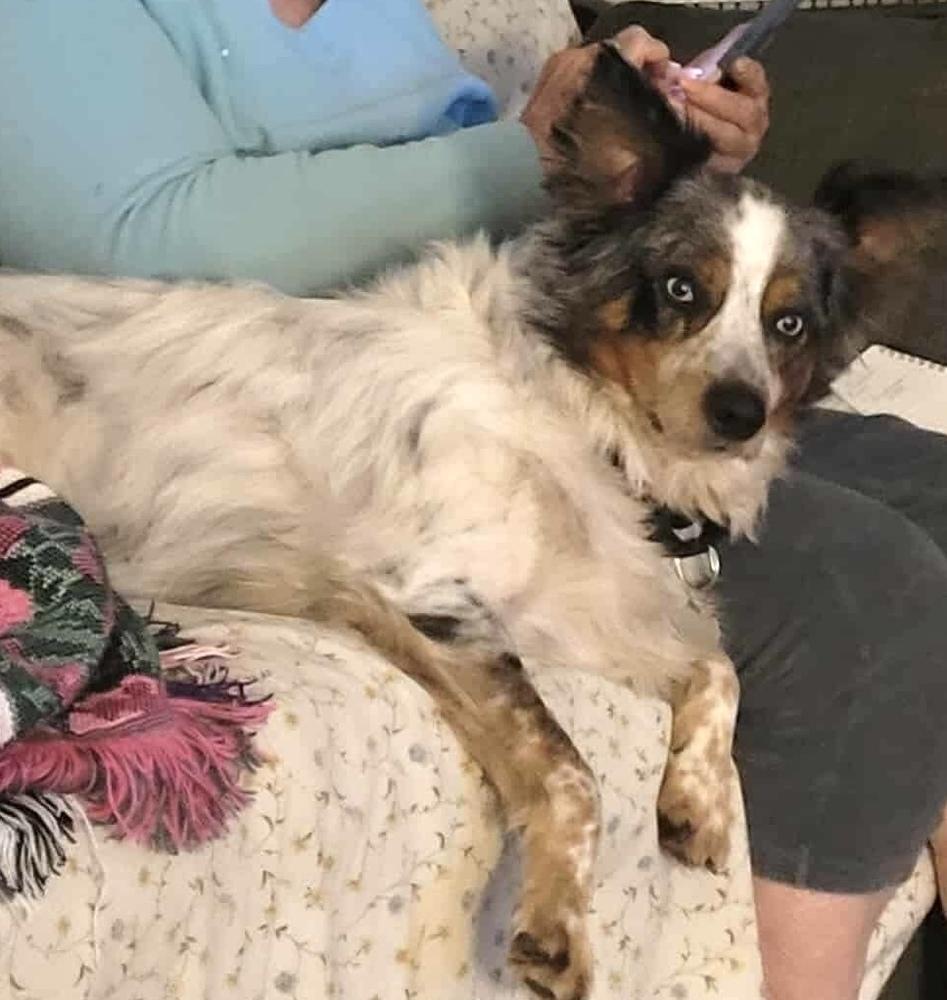 Enlarge 0854 Bentley, a Adoptable mixed breed in Overland Park, KS image 4/6