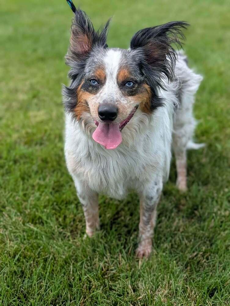 Enlarge 0854 Bentley, a Adoptable mixed breed in Overland Park, KS image 3/6