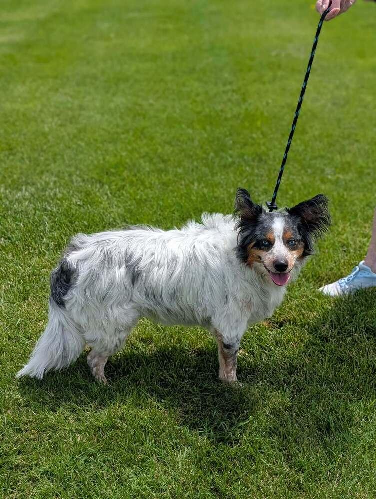 Enlarge 0854 Bentley, a Adoptable mixed breed in Overland Park, KS image 5/6