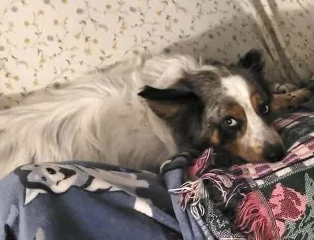 Enlarge 0854 Bentley, a Adoptable mixed breed in Overland Park, KS image 5/6