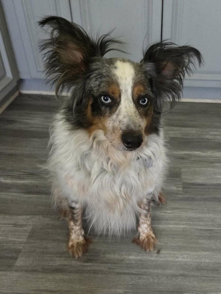 0854 Bentley, a Adoptable mixed breed in Overland Park, KS image 5/6