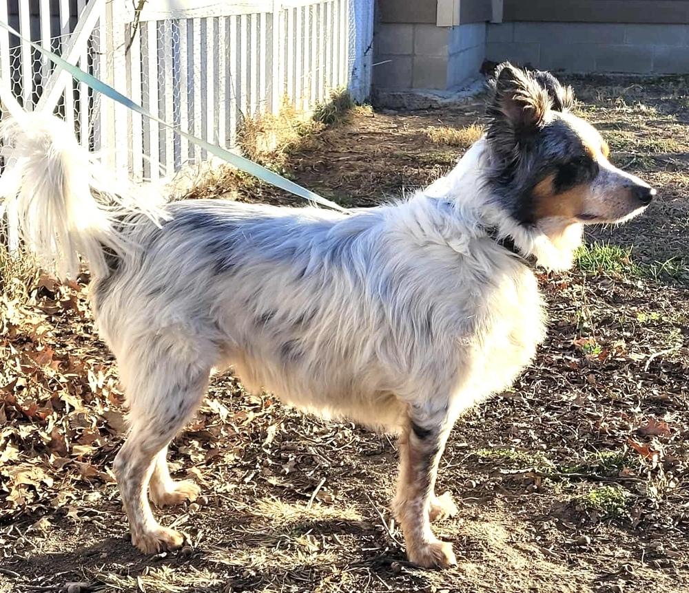 0854 Bentley, Adoptable, Young Male Australian Shepherd.