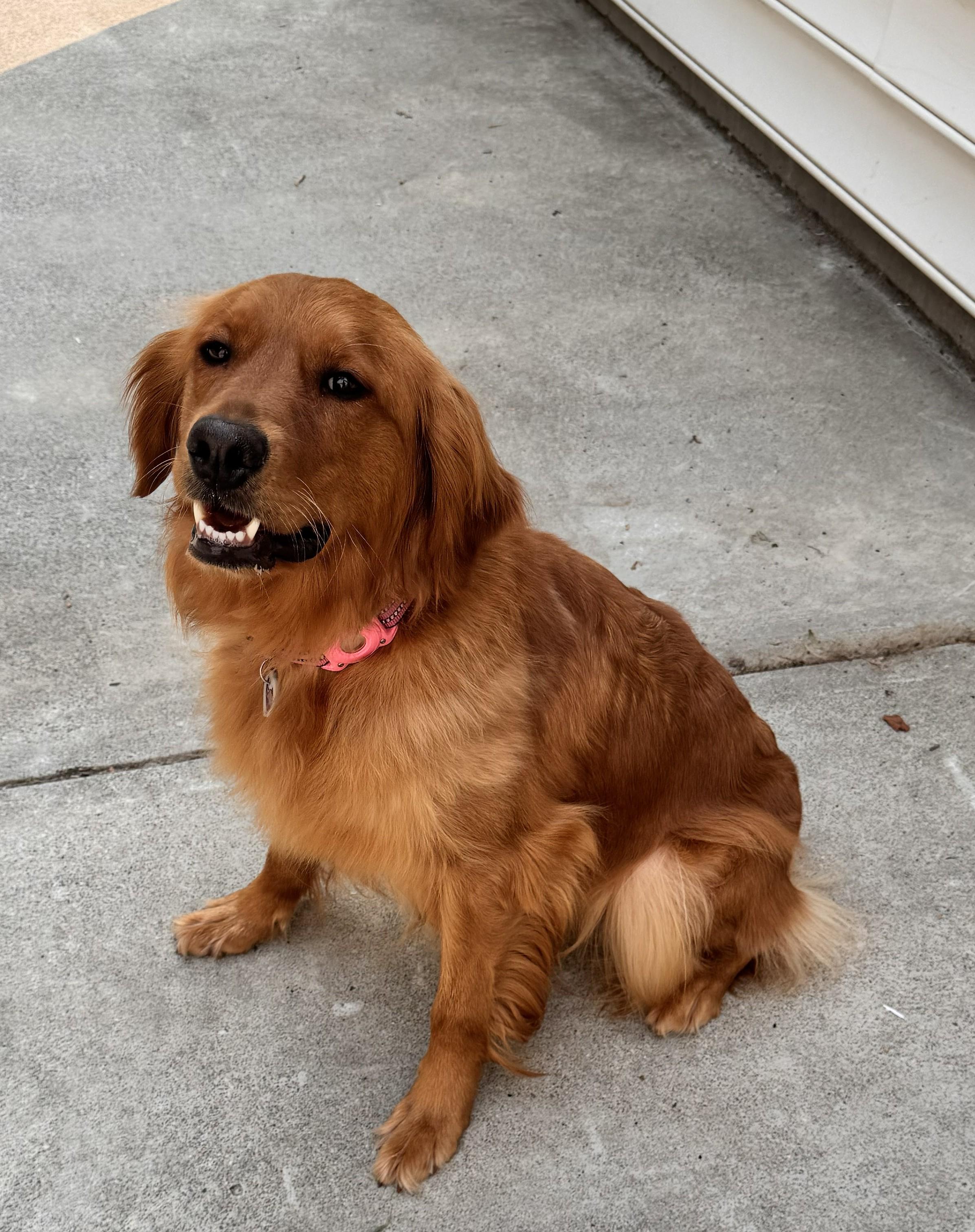 Enlarge Emma, a Adoptable Golden Retriever in Falls Church, VA image 2/3
