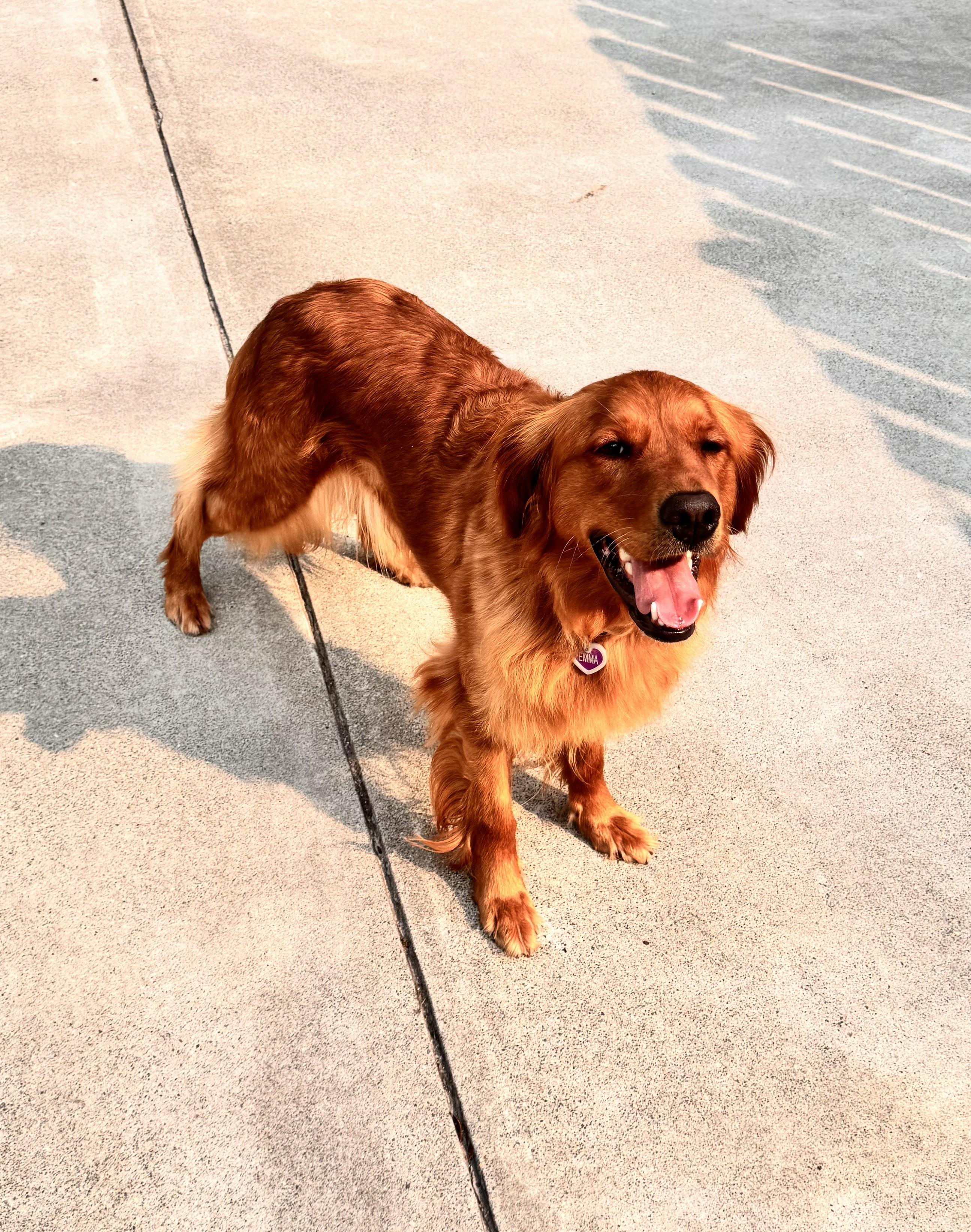 Enlarge Emma, a Adoptable Golden Retriever in Falls Church, VA image 3/3
