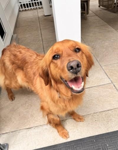 Emma, Adoptable, Adult Female Golden Retriever.