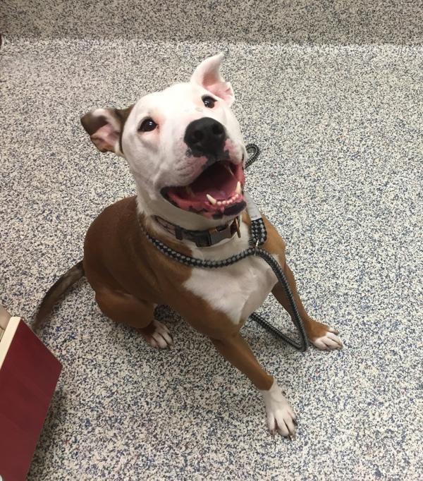 Everest, Adoptable, Senior Female Pit Bull Terrier & Labrador Retriever.
