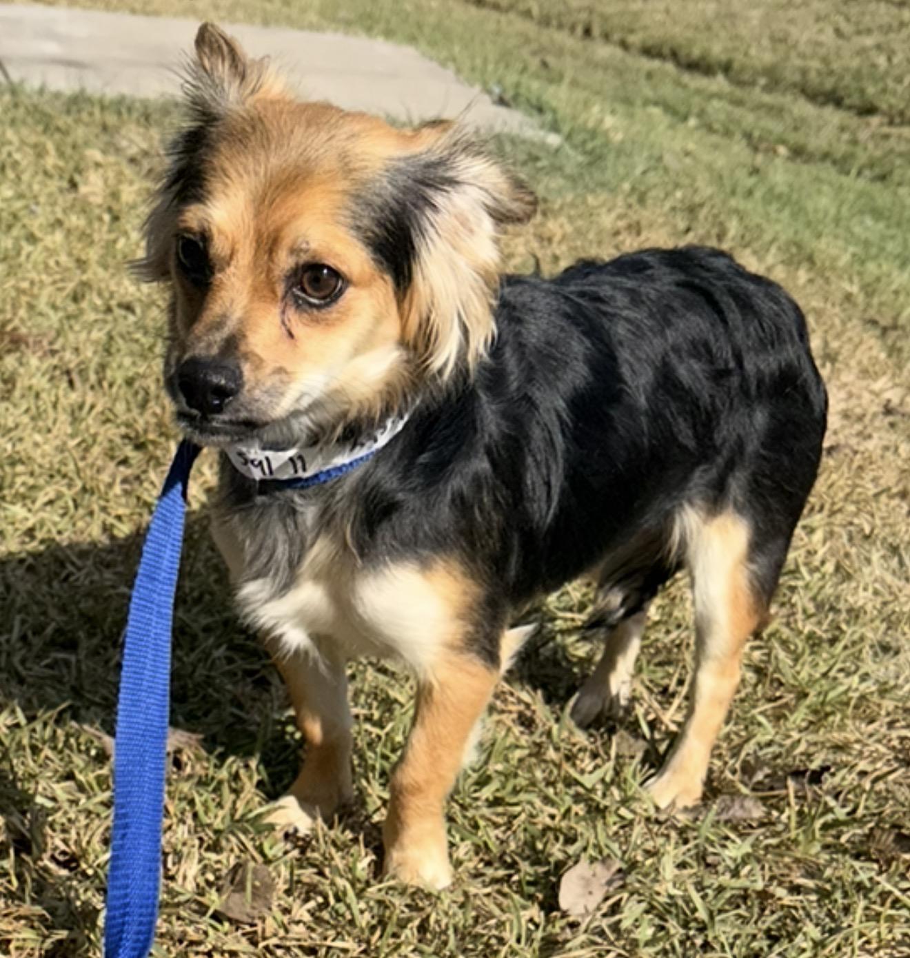 Misty, a Adoptable mixed breed in Westerly, RI image 2/3