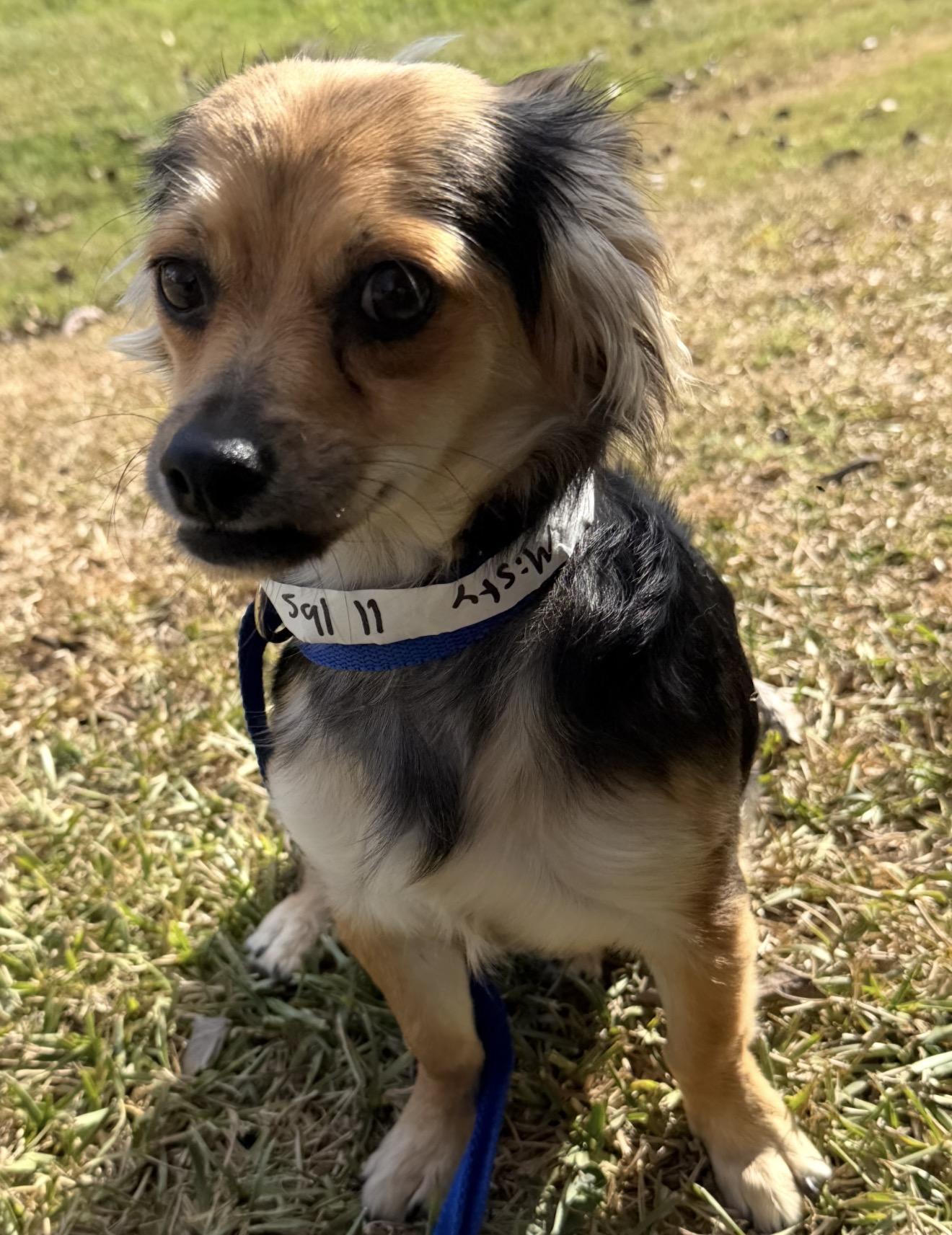 Misty, a Adoptable mixed breed in Westerly, RI image 3/3